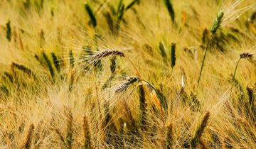 Dalla semina alla pasta: il ciclo del grano nell’Azienda Paolo Petrilli