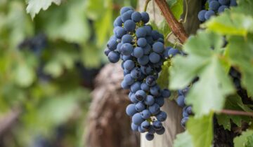 Scopri il gusto autentico del vino biologico pugliese