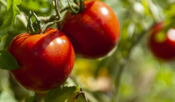 I pomodori pelati: un’eccellenza tutta Italiana