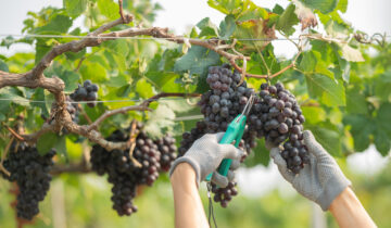 Nero di Troia: il vitigno dalle mille sfumature nella produzione di vini di alta qualità di Petrilli