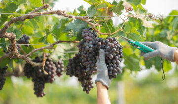 Il fascino dei vini biologici: un connubio tra tradizione e sostenibilità