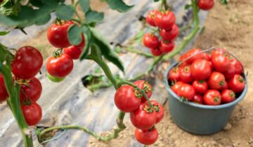 Pomodori biologici: una guida completa alla scelta sostenibile