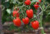 pomodori biologici e salute