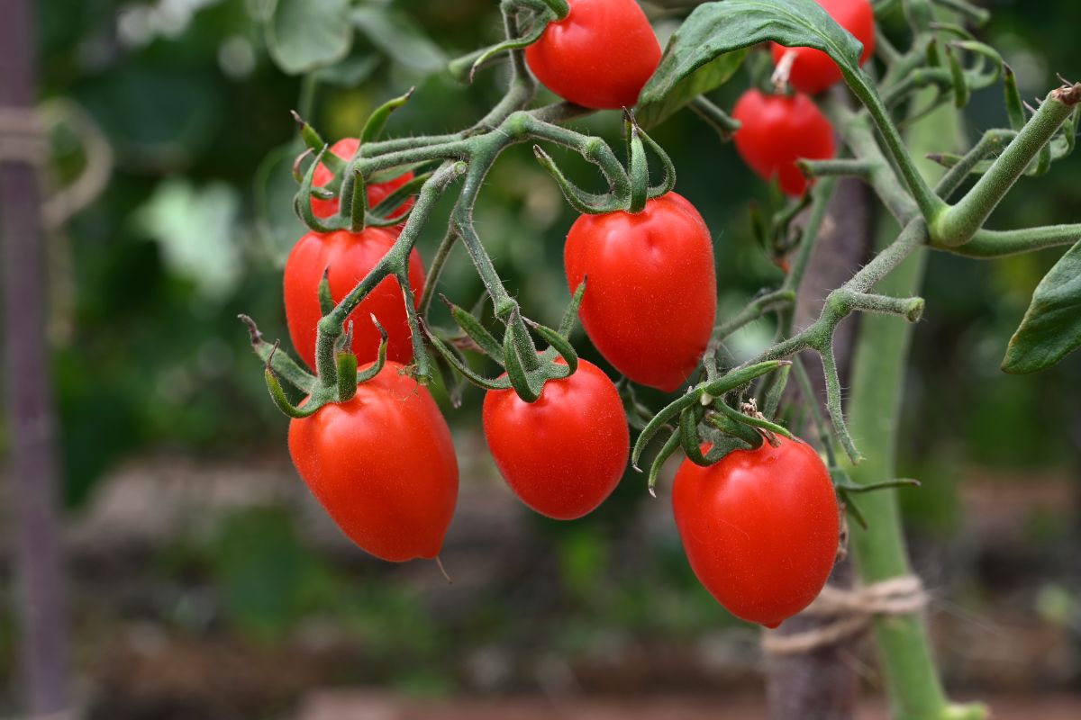 pomodori biologici e salute