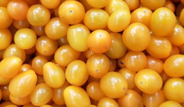 Pomodori Prunilli e gialli: varietà uniche per gusti raffinati